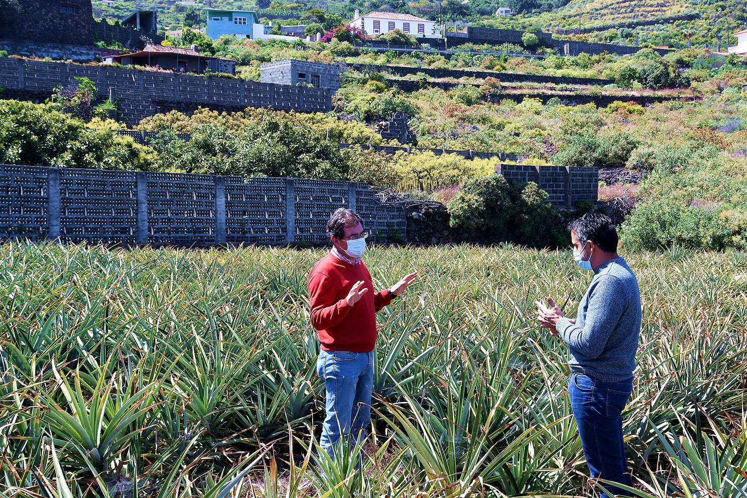El Cabildo resalta la viabilidad del cultivo ecológico de la piña tropical en La Palma