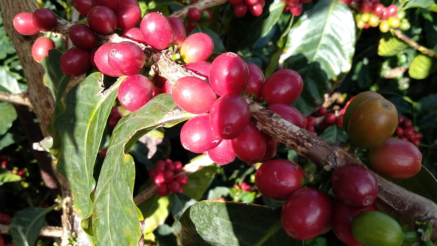 Agricultura cederá este año 2.500 plantas de café para continuar incentivando su cultivo en La Palma