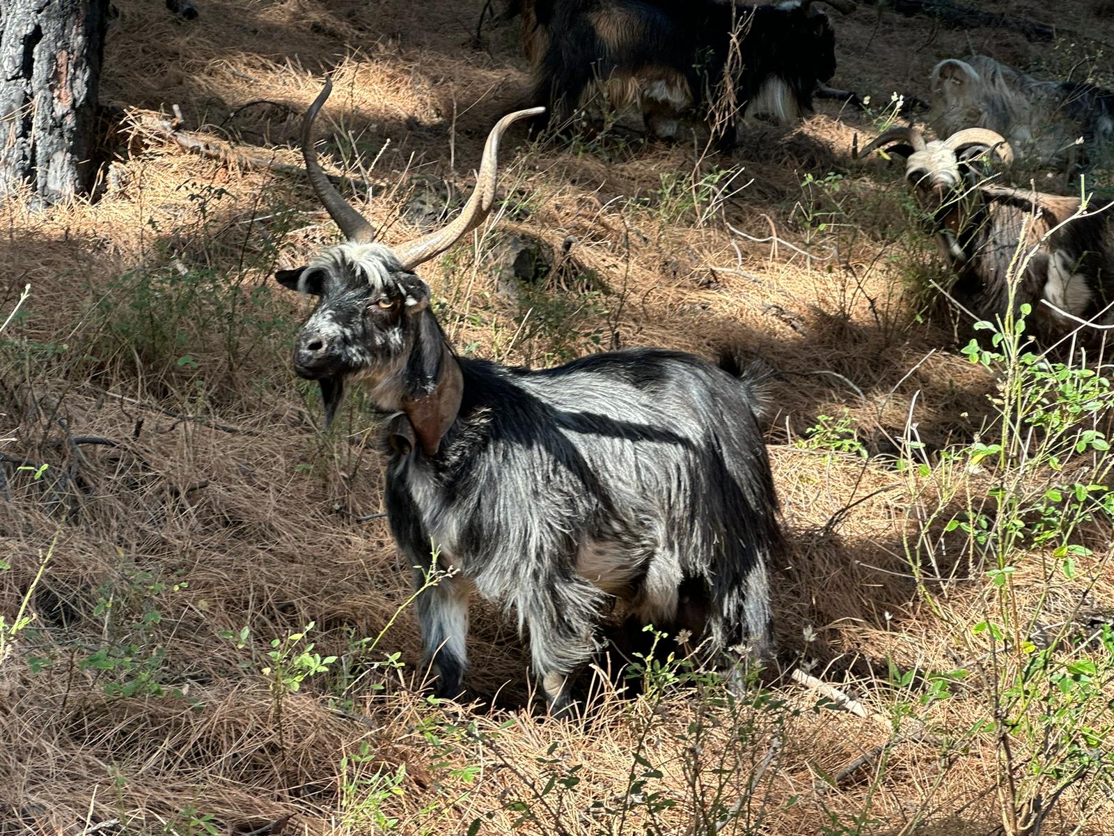 El Cabildo apuesta por la conservación del pastoreo con cabra palmera 