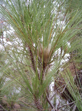 Información sobre presencia de ‘lagarta del pino’ en el Pinar de Enrique, El Paso