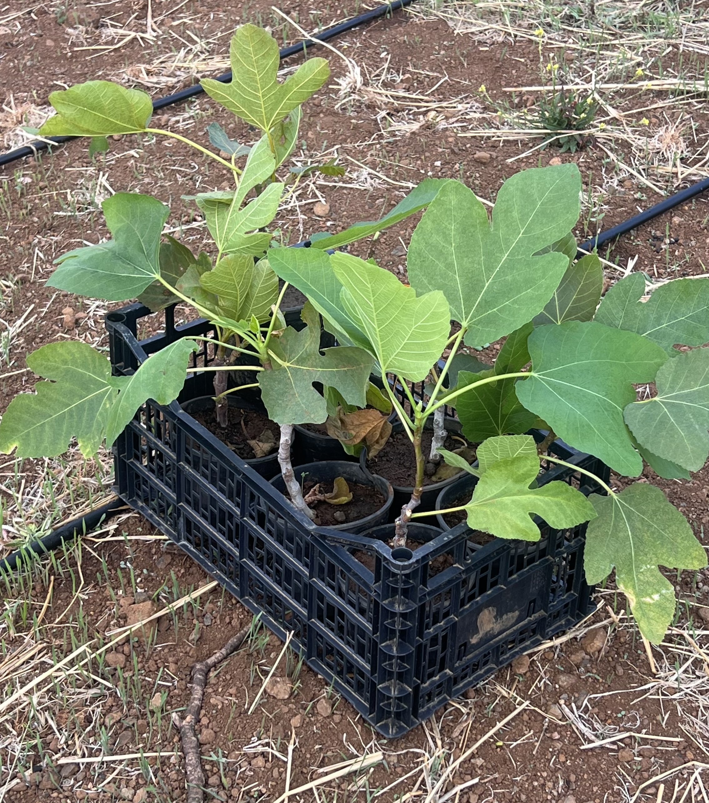 El Cabildo de La Palma impulsa una parcela demostrativa para revalorizar la higuera como cultivo de futuro