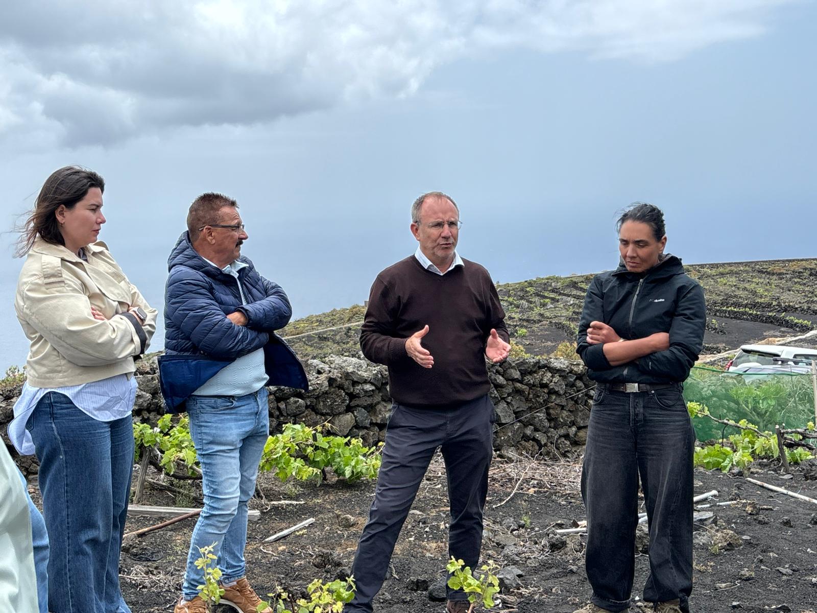 El Cabildo plantea decretar la emergencia cinegética para proteger las parras centenarias de Las Machuqueras, en Fuencaliente