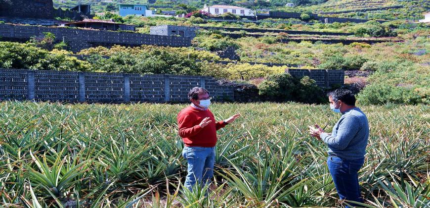 El Cabildo resalta la viabilidad del cultivo ecológico de la piña tropical en La Palma