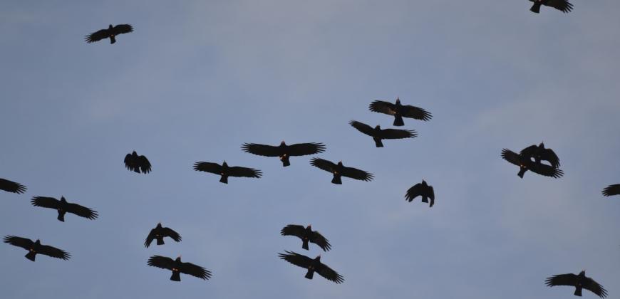 La población de grajas en La Palma permanece estable en los últimos 15 años 