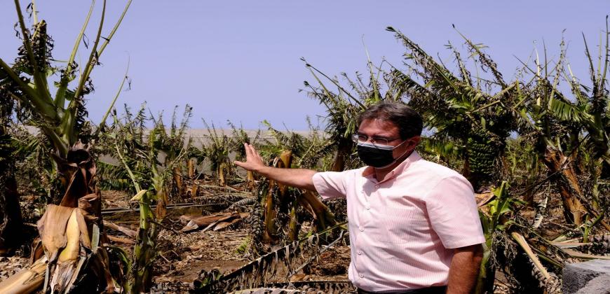 El informe del Cabildo por las altas temperaturas y el incendio arroja importantes daños en el agro palmero