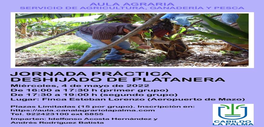 El Aula Agraria del Cabildo de La Palma organiza una ‘Jornada práctica de deshijado de platanera’