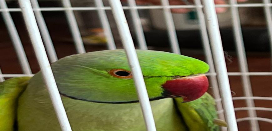 Medio Ambiente monitoriza los ejemplares de Cotorra de Kramer en cautividad