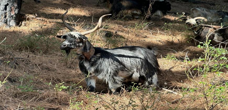 El Cabildo apuesta por la conservación del pastoreo con cabra palmera 