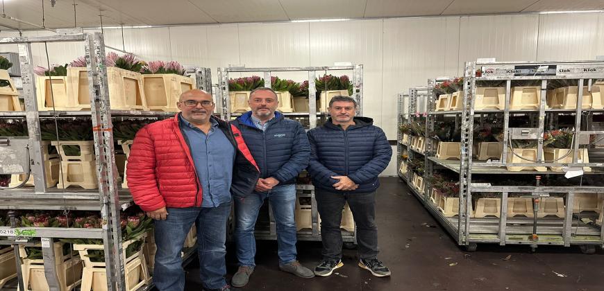 El Cabildo promociona el cultivo de las proteas en una importante feria internacional de Ámsterdam
